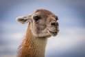 105 Torres Del Paine, guanaco